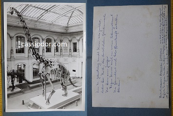 brachiosaurus.jpg