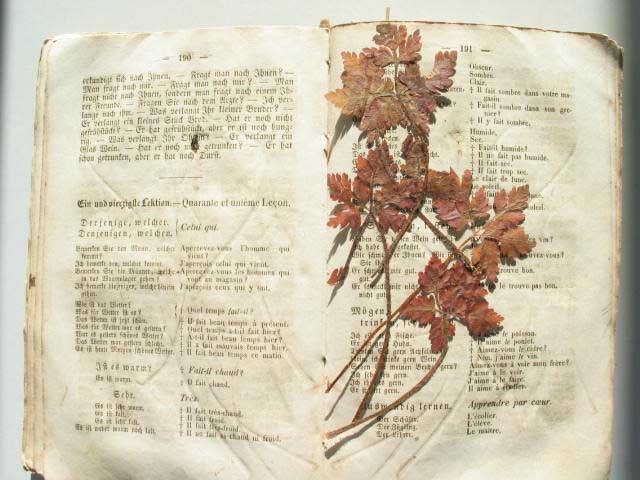 herbarium1850.jpg