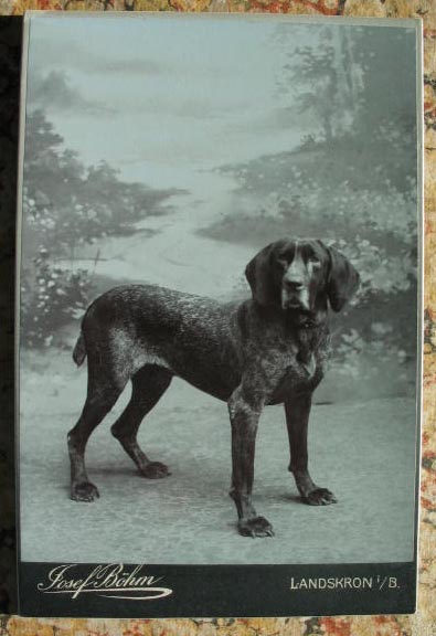 hundlandskron.jpg