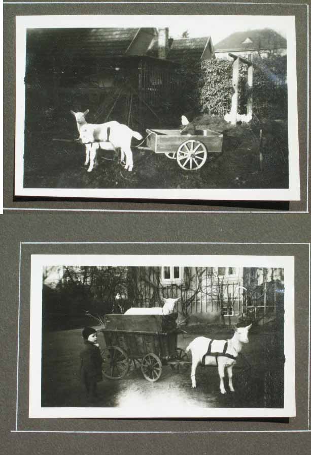 meerane_zicklein.jpg