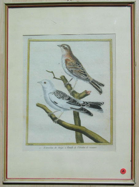ortolan.jpg