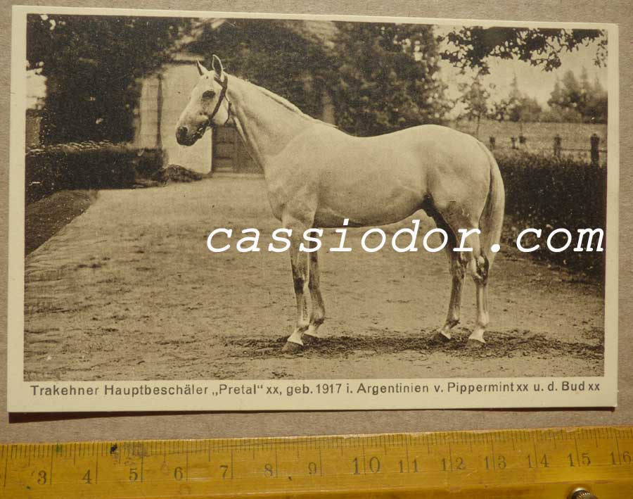 trakehner-pretal.jpg