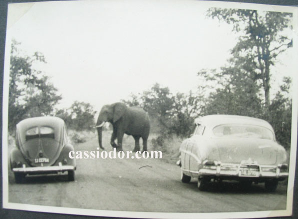 vwkaefer-elefant.jpg